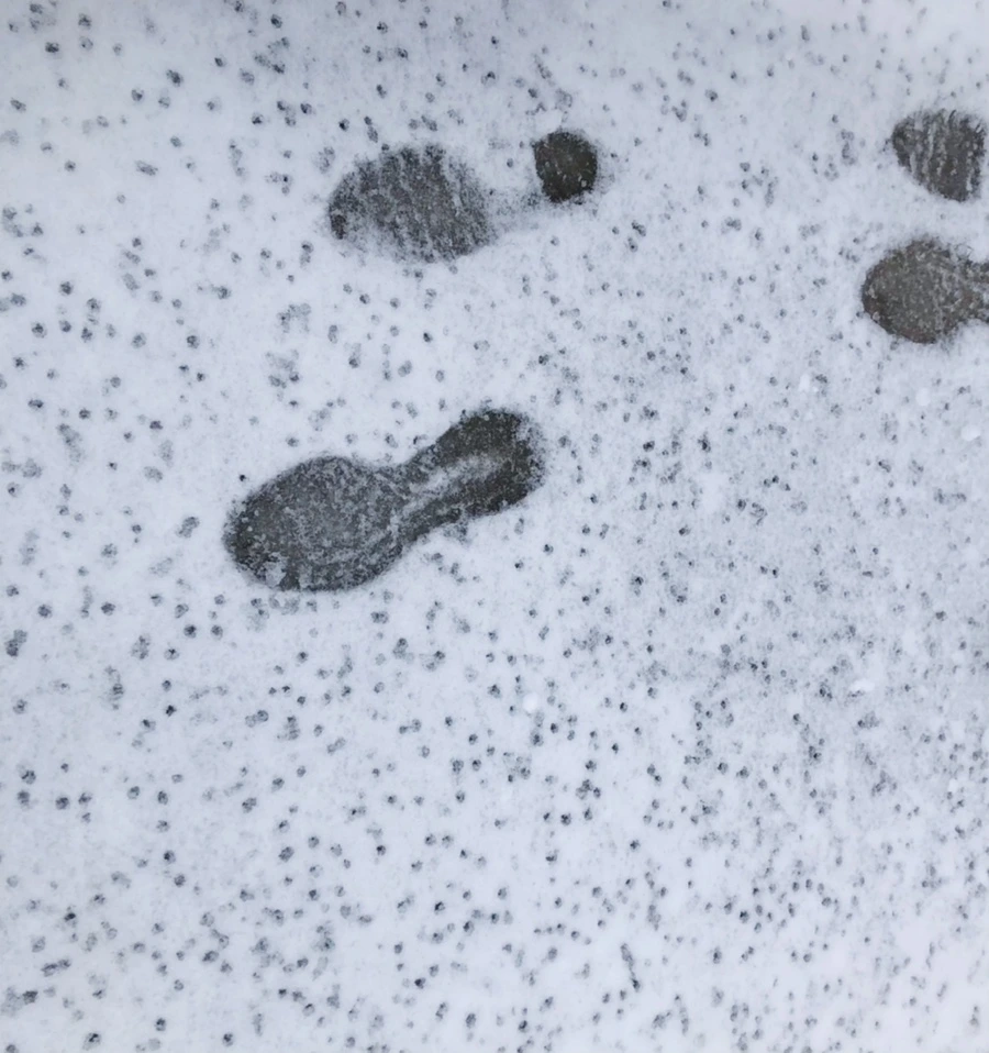 IMG_8942.jpg?type=w966