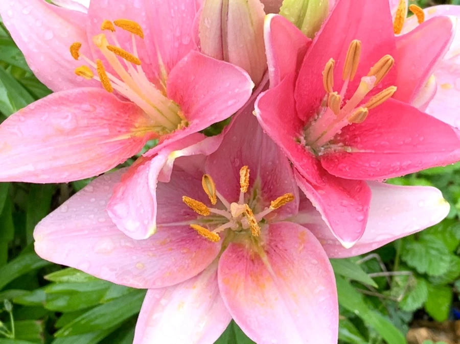 IMG_3542.jpg?type=w966