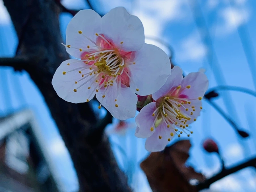 IMG_0989.jpg?type=w966