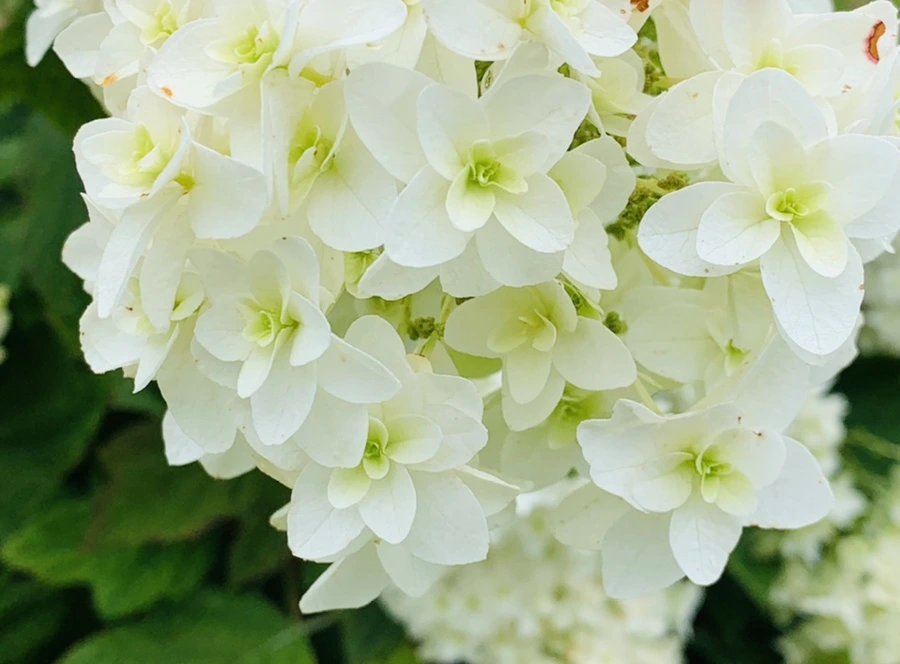 IMG_9174.jpg?type=w966