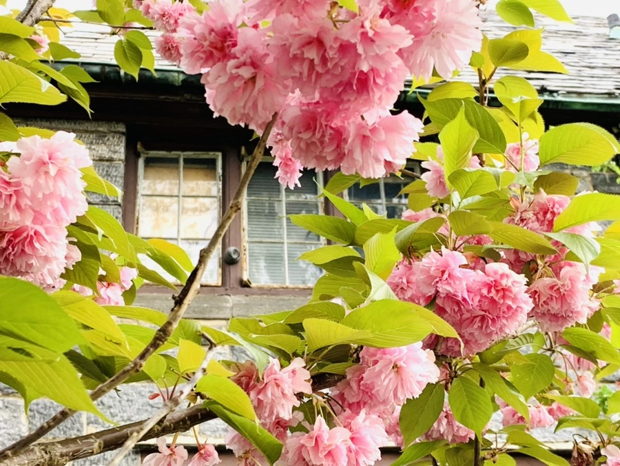 IMG_8995.jpg?type=w966