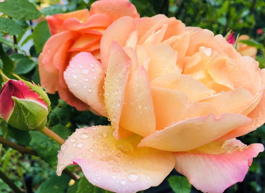 IMG_7524.jpg?type=w966