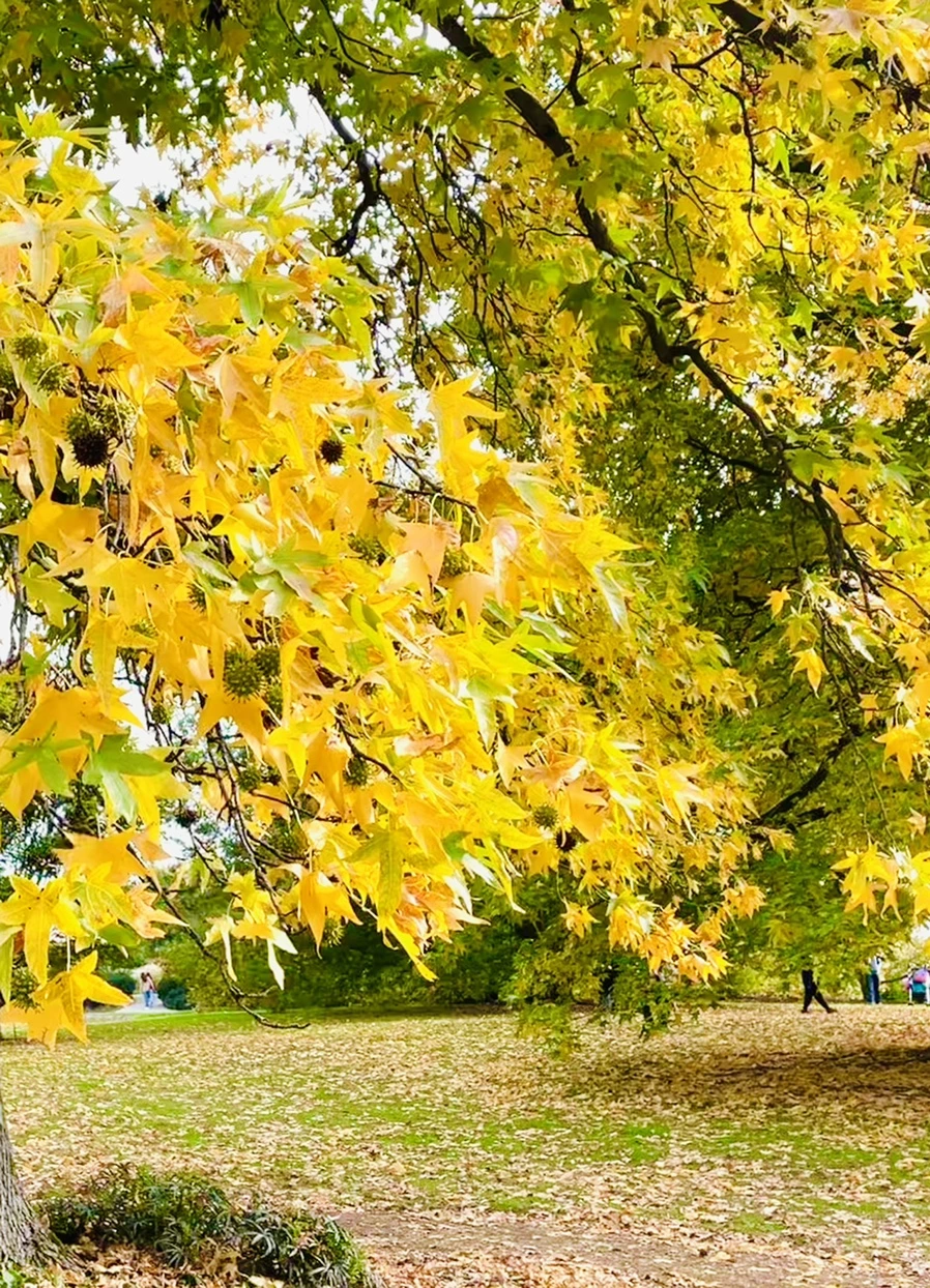 IMG_2367.jpg?type=w966