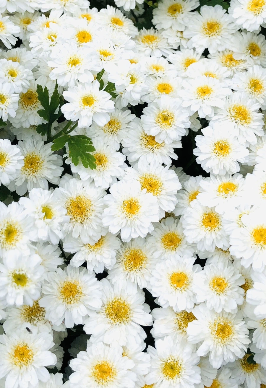 IMG_8799.jpg?type=w966