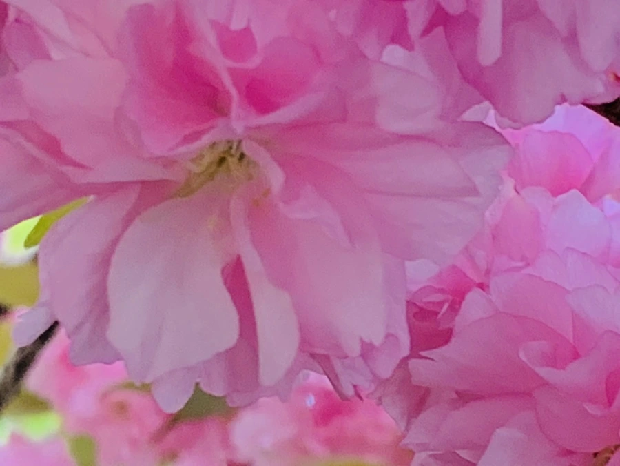 IMG_7375.jpg?type=w966