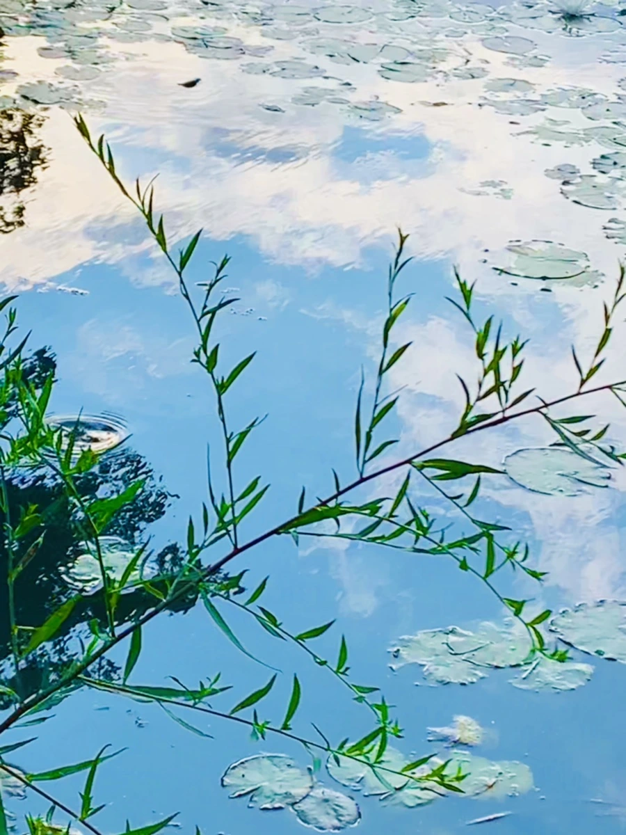 IMG_5851.jpg?type=w966