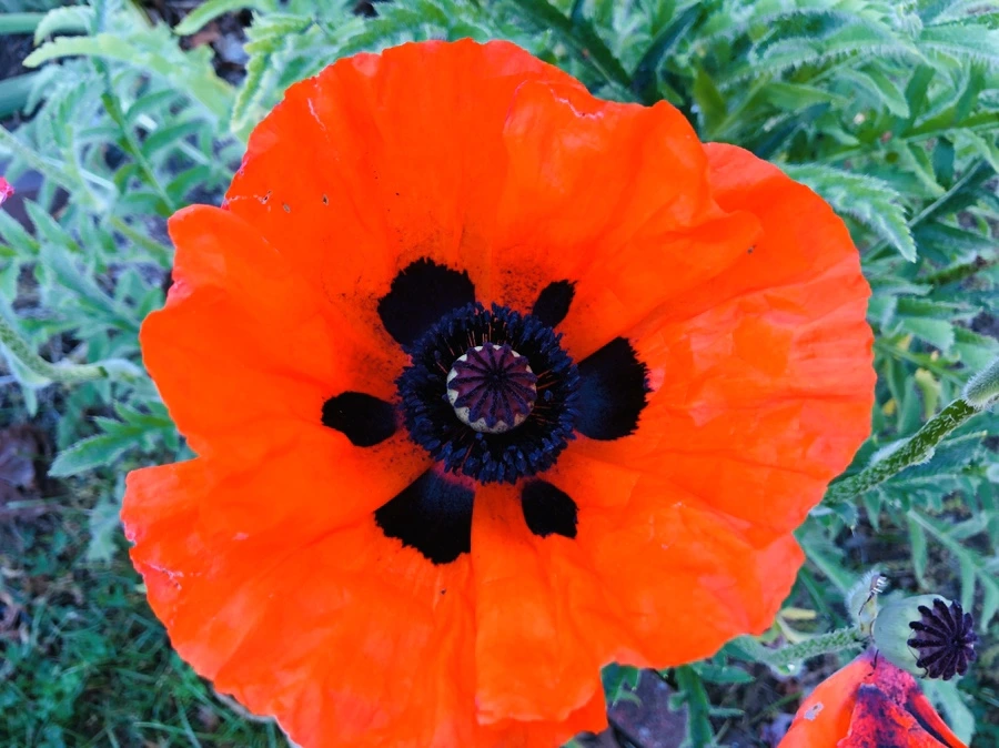 IMG_8599.jpg?type=w966