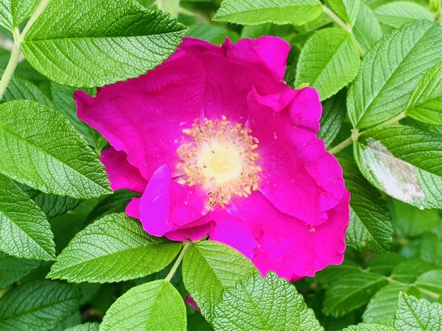 TnyqCYPgzXRH88sANb7wNWb96Nw