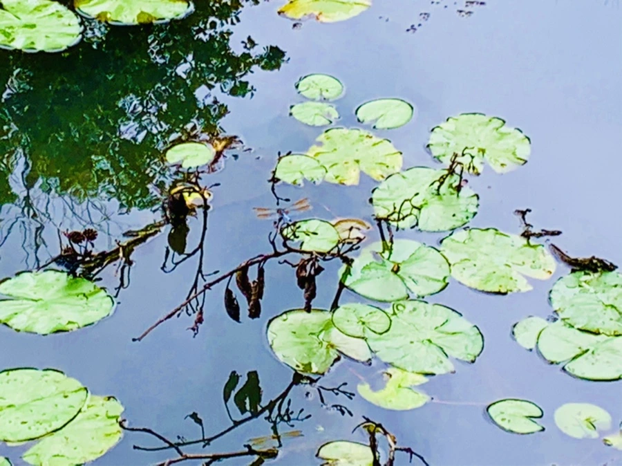 IMG_9276.jpg?type=w966