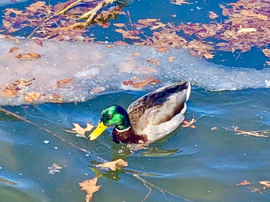 IMG_6811.jpg?type=w966