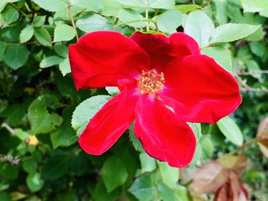 IMG_1515.jpg?type=w966