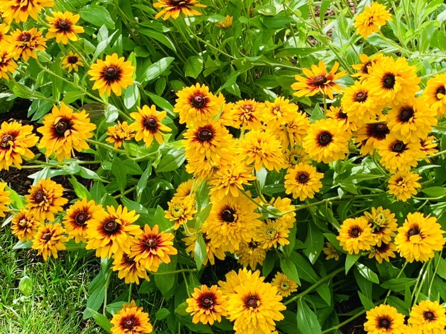 IMG_0559.jpg?type=w966