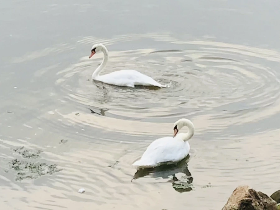 IMG_6374.jpg?type=w966