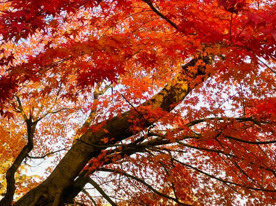 IMG_5910.jpg?type=w966