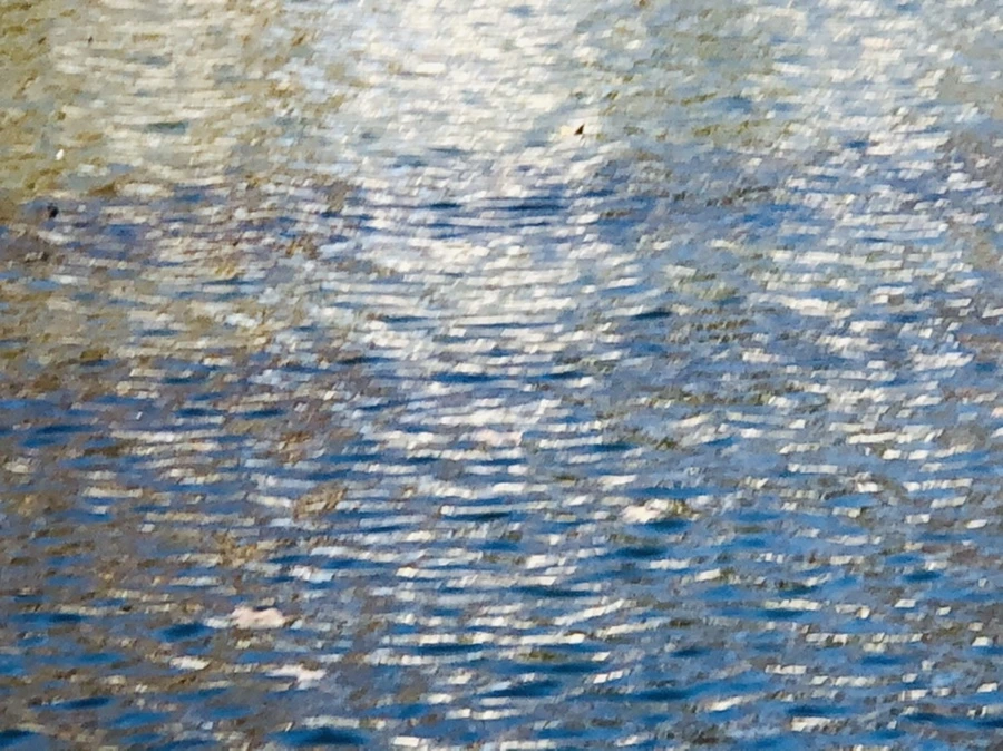 IMG_3875.jpg?type=w966