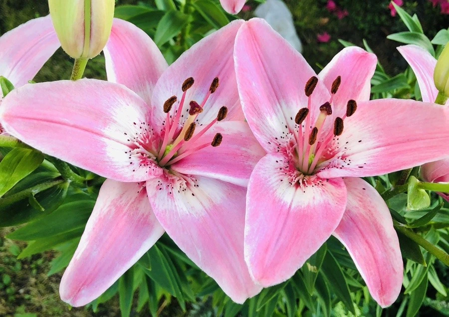 MY0GKpBlYF4JNaYoCgHifRxmT_8