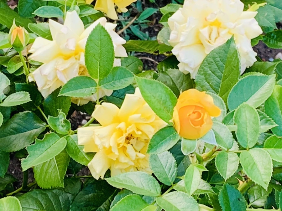 IMG_2934.jpg?type=w966