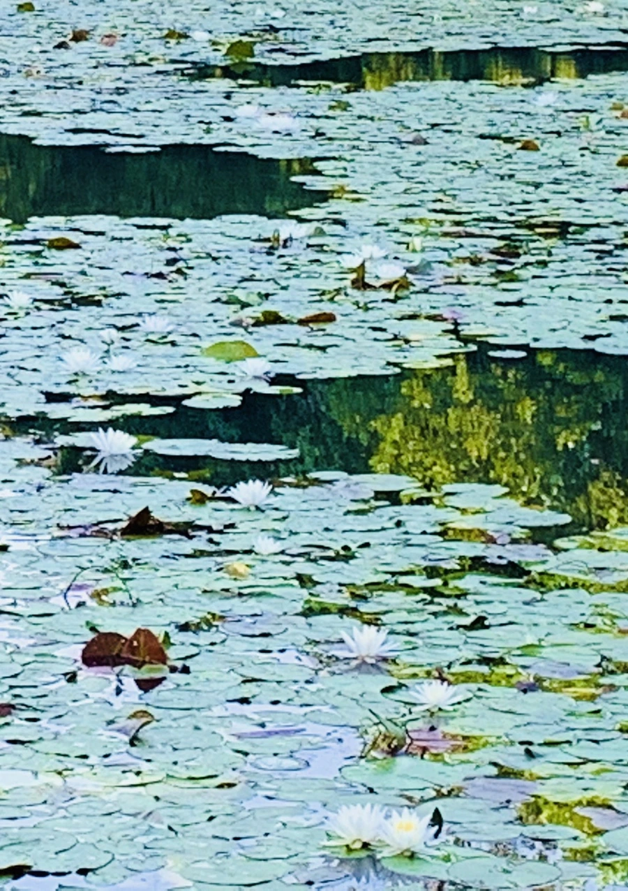 IMG_1948.jpg?type=w966