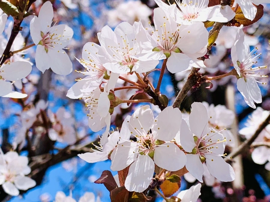 IMG_7927.jpg?type=w966