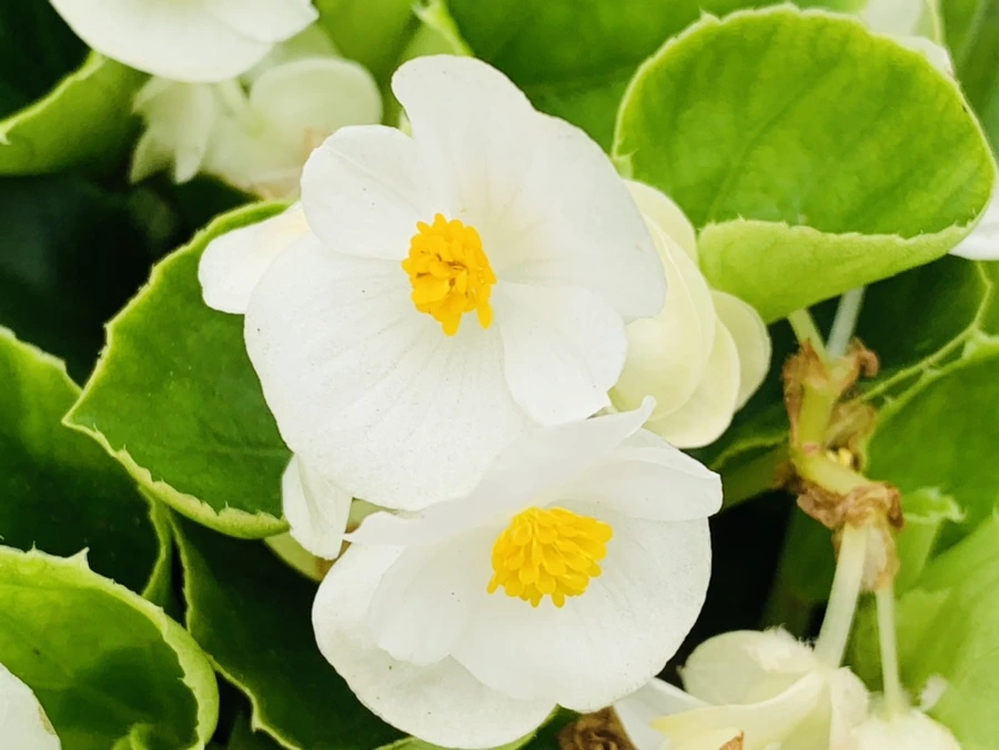 IMG_7010.jpg?type=w966