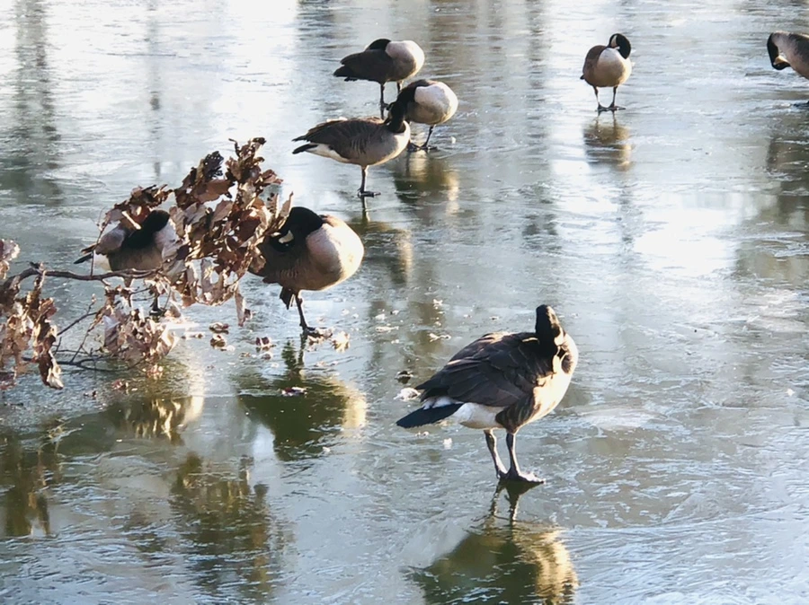 IMG_2265.jpg?type=w966