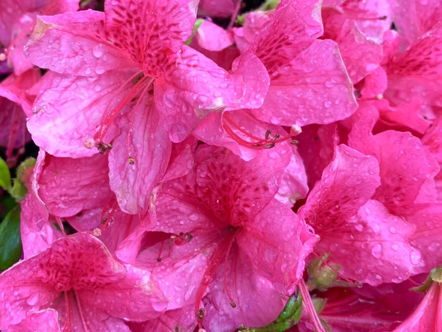 IMG_9332.jpg?type=w966