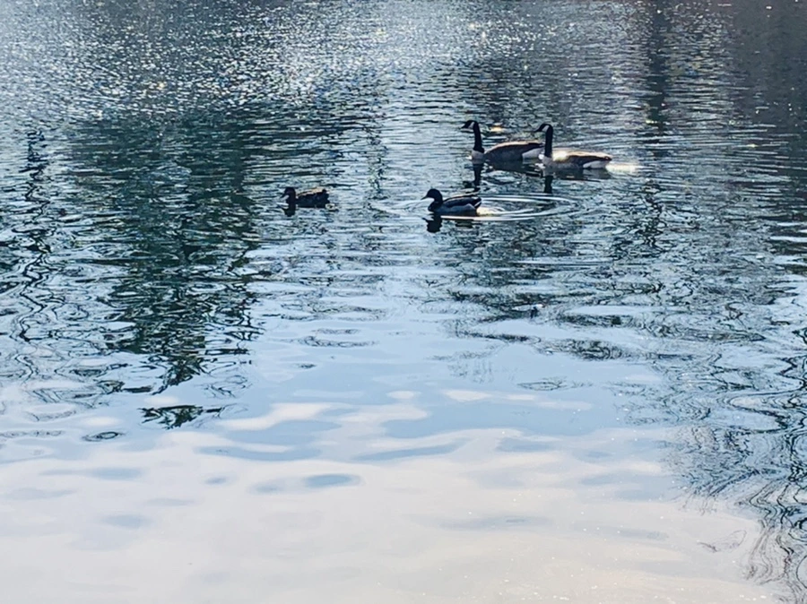 IMG_0341.jpg?type=w966