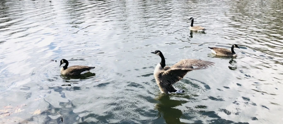 IMG_3625.jpg?type=w966