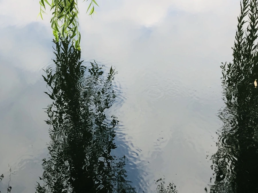 IMG_3085.jpg?type=w966