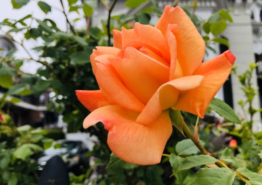 IMG_7369.jpg?type=w966