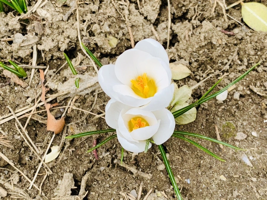 IMG_1669.jpg?type=w966