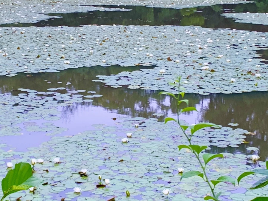 IMG_6925.jpg?type=w966