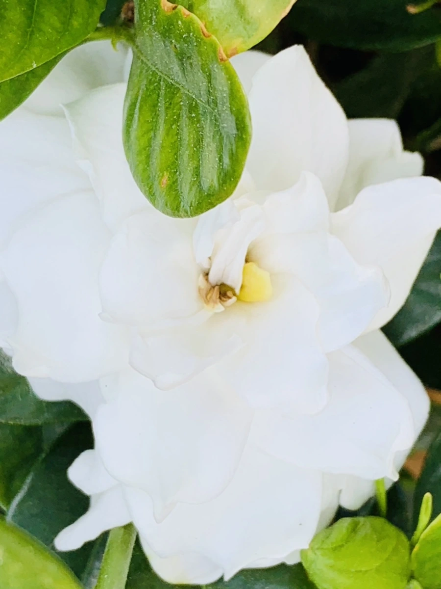 IMG_4114.jpg?type=w966