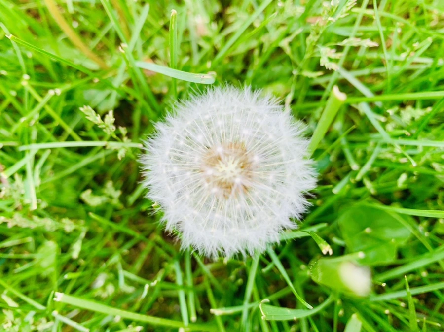 IMG_0658.jpg?type=w966