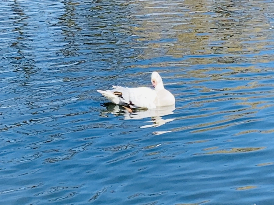 IMG_8934.jpg?type=w966