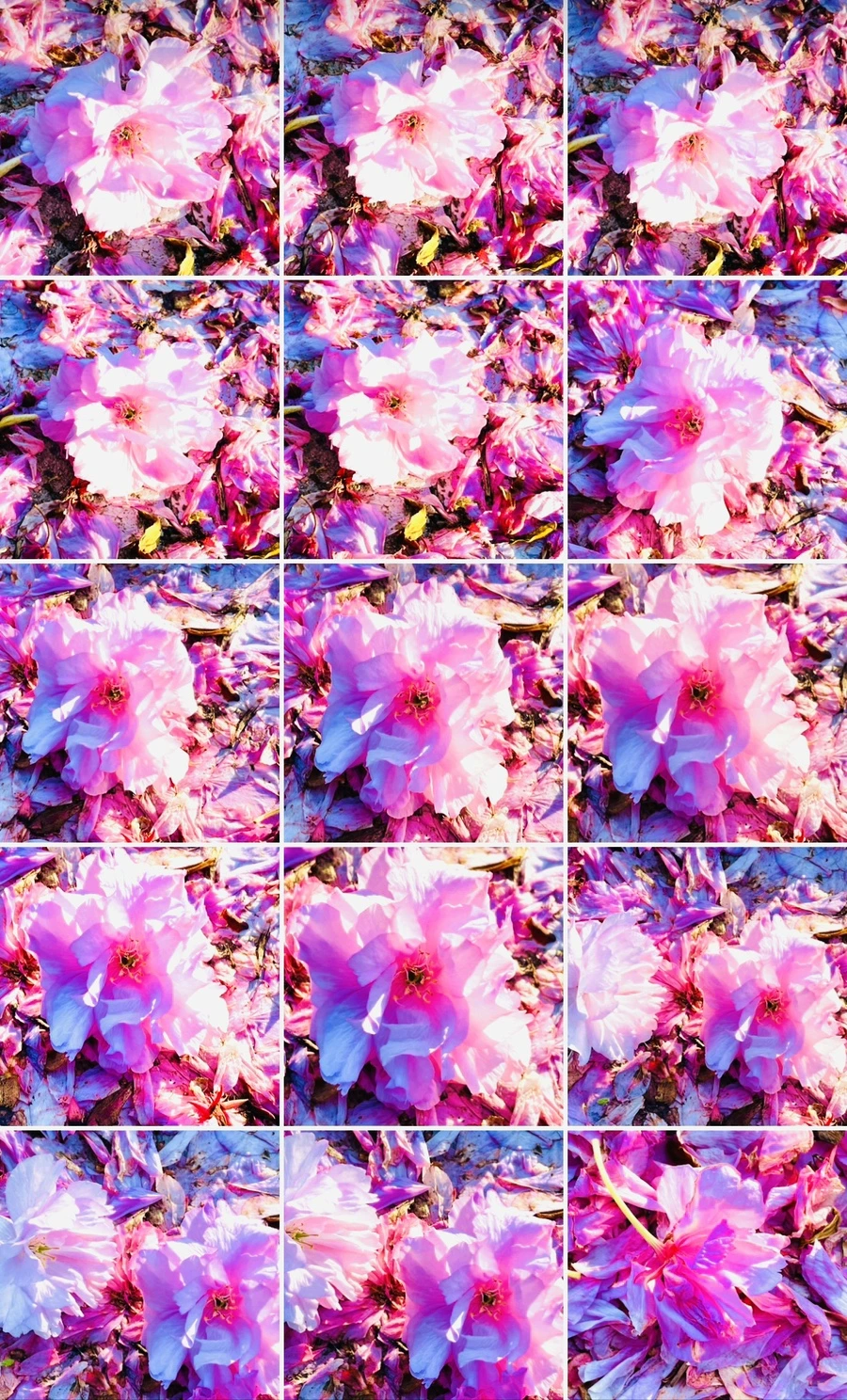 IMG_6195.jpg?type=w966