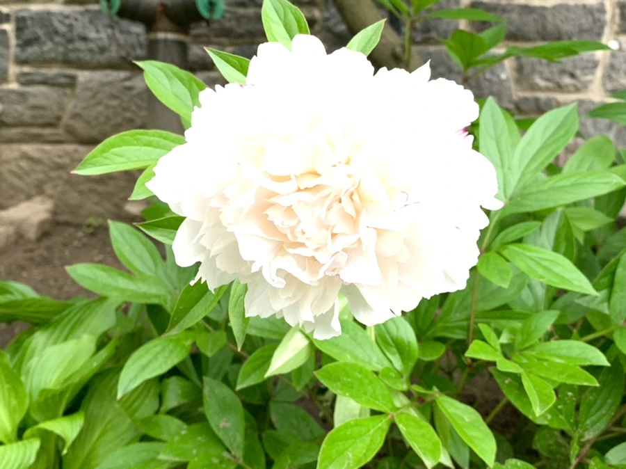 IMG_5311.jpg?type=w966