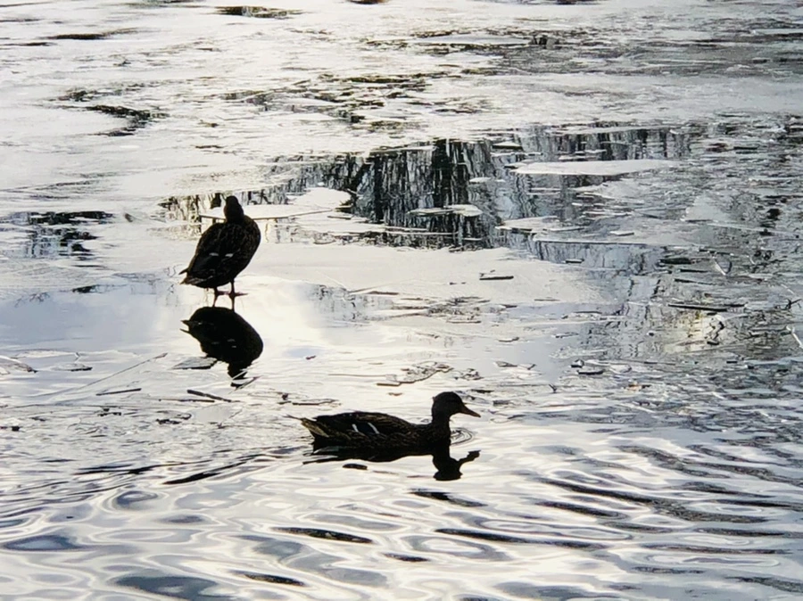 IMG_5041.jpg?type=w966