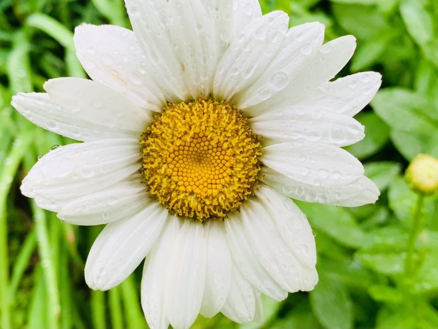 IMG_0189.jpg?type=w966