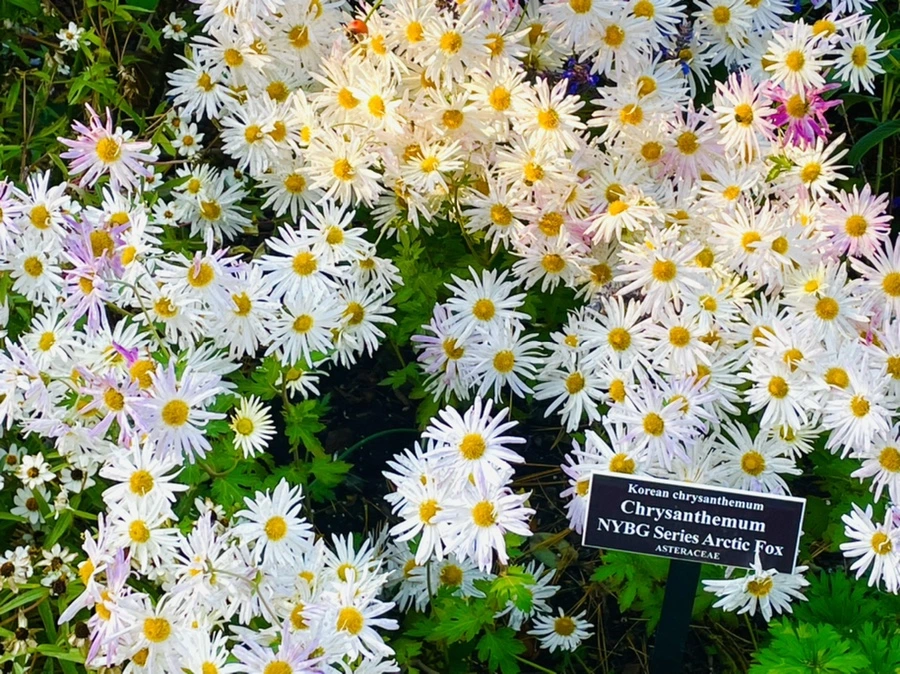 IMG_1762.jpg?type=w966