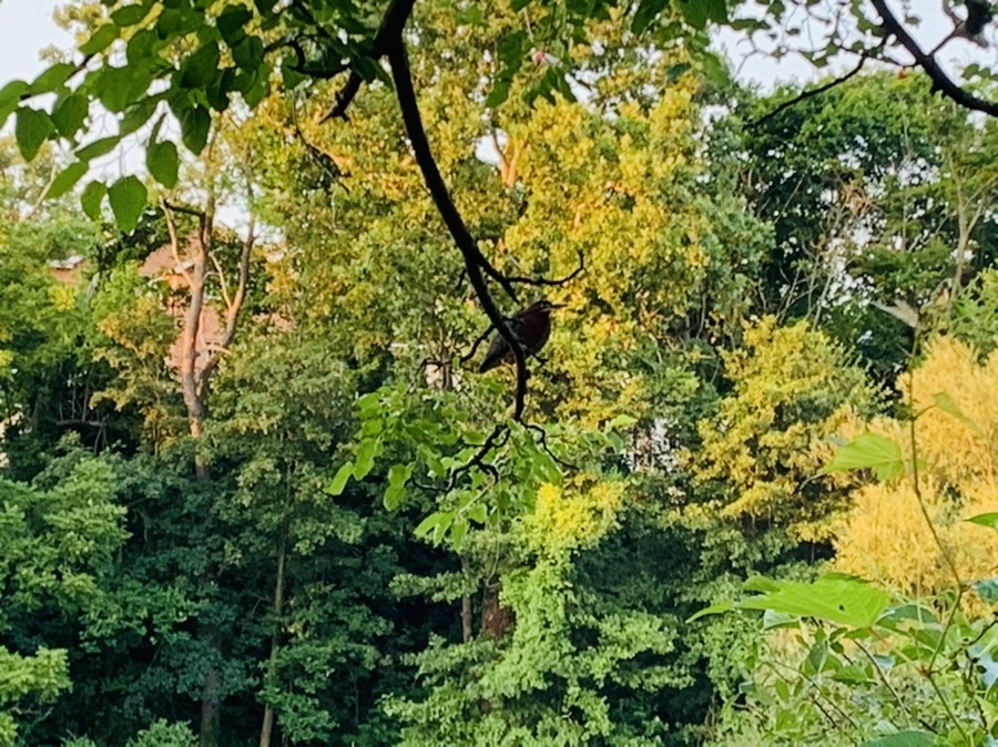 IMG_5531.jpg?type=w966