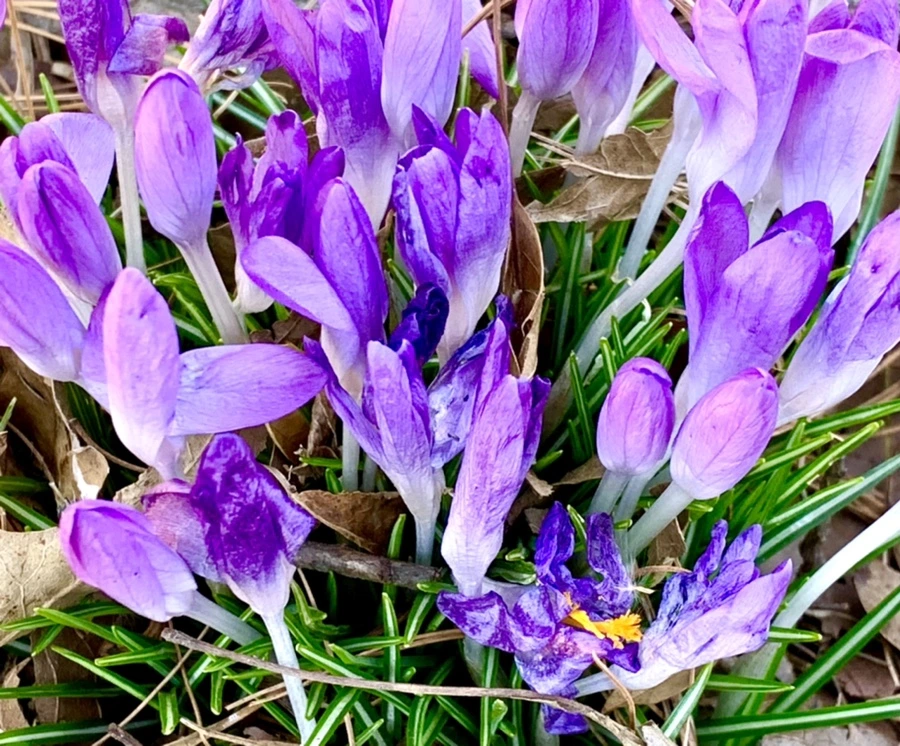 IMG_1517.jpg?type=w966