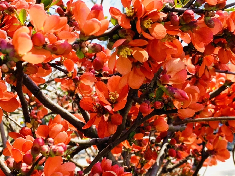 IMG_8514.jpg?type=w966