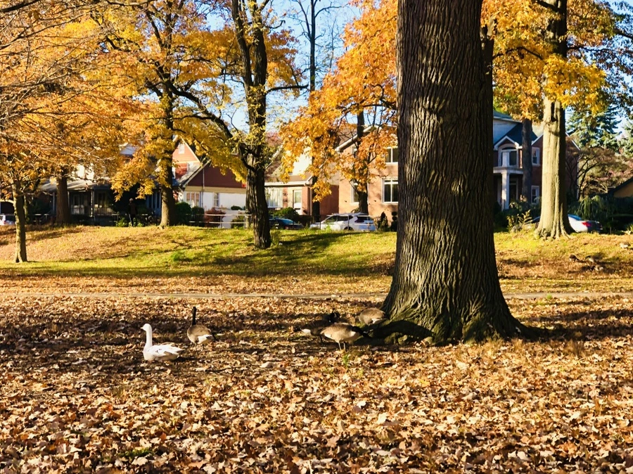 IMG_4127.jpg?type=w966