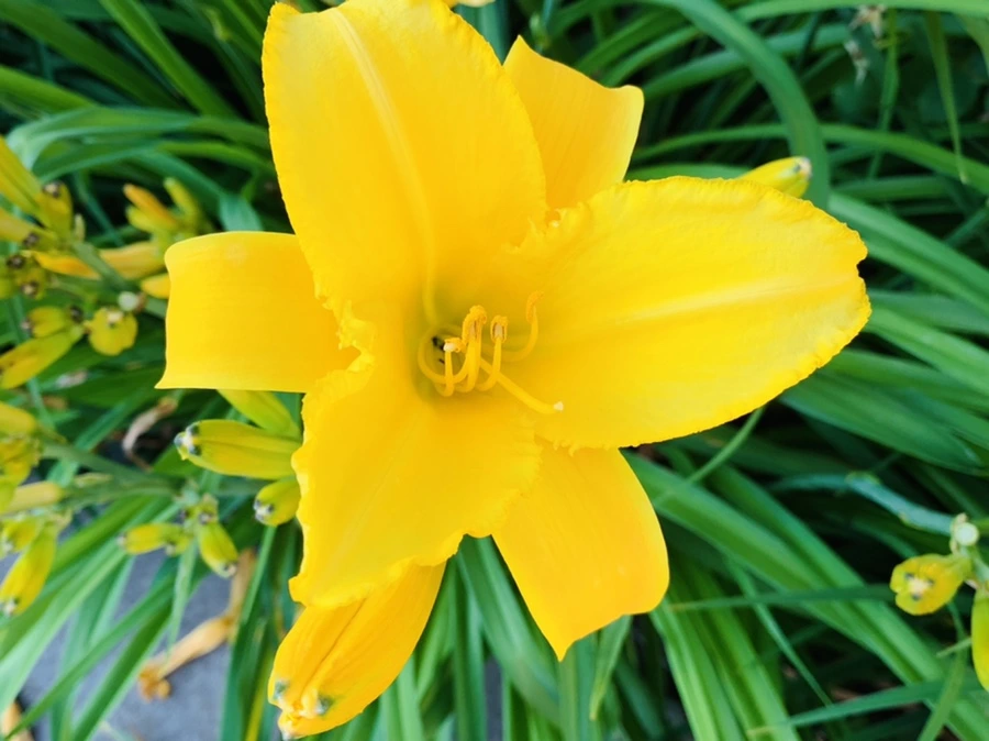 IMG_8204.jpg?type=w966