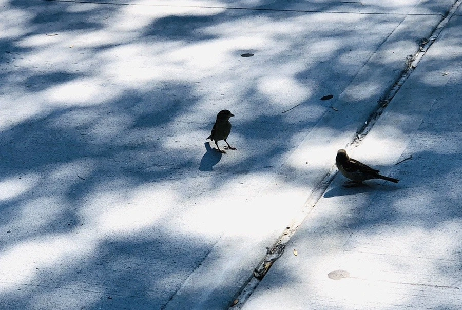 Z8Fd8hXM1qOVSXJSUJm3fItMvNc