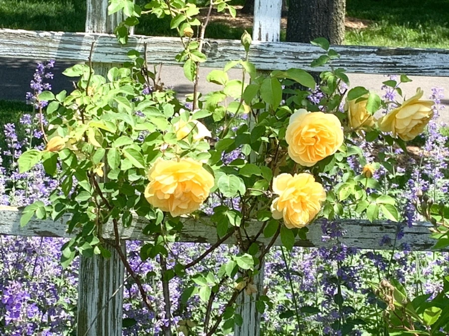 IMG_6800.jpg?type=w966