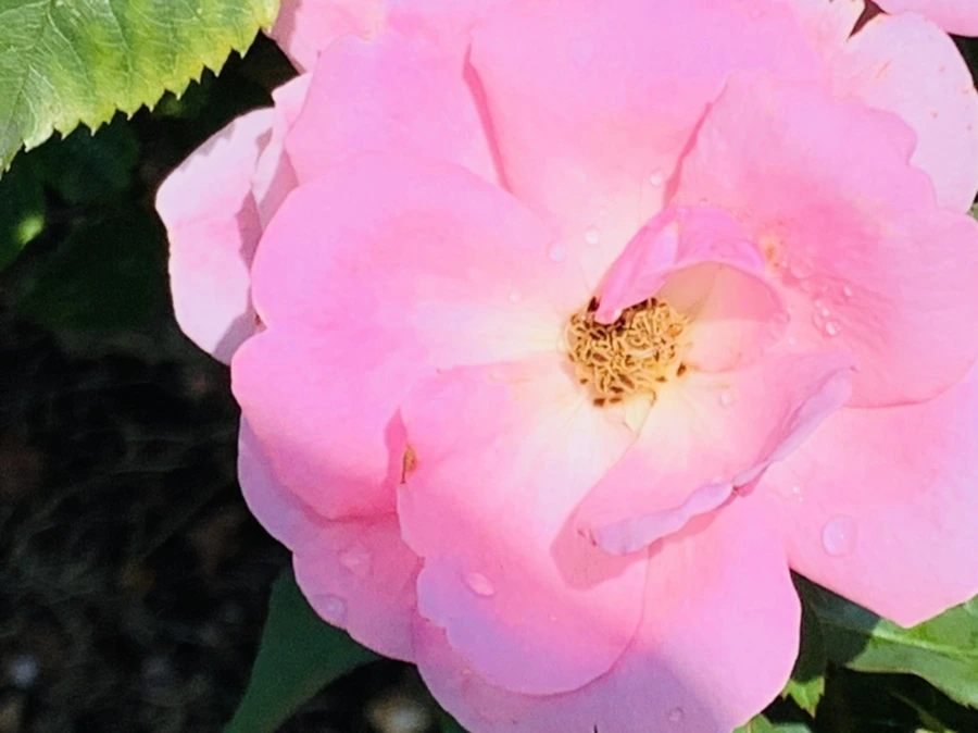 IMG_8442.jpg?type=w966