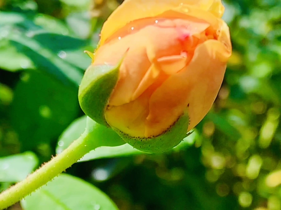 IMG_8422.jpg?type=w966