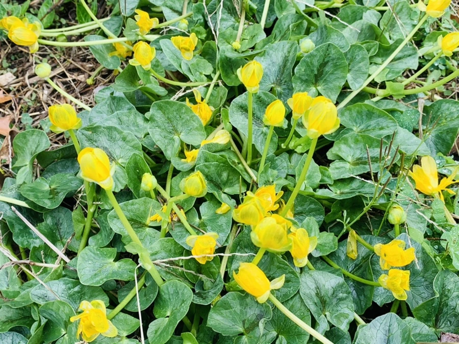 IMG_6211.jpg?type=w966